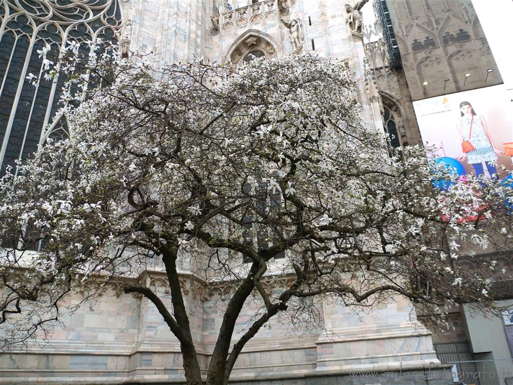 Milano - Magnolia bianca dietro al Duomo in fiore